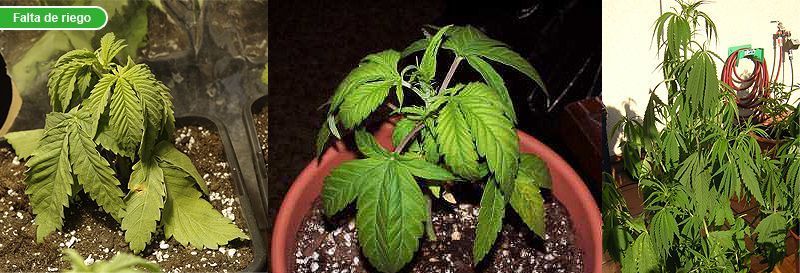 falta-de-riego-plantas-de-marihuana.jpg